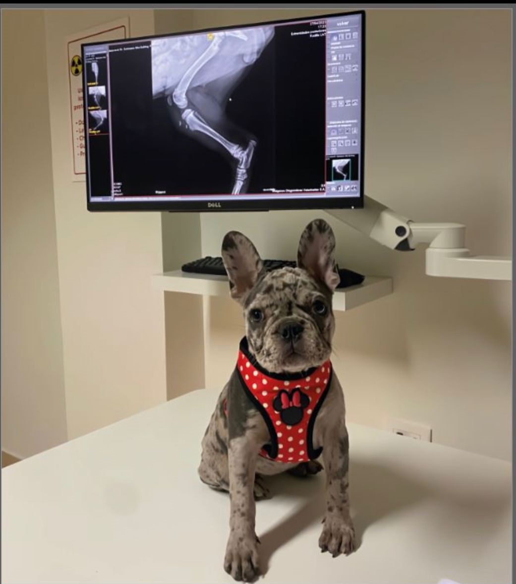 Ortopedia y Endoscopia