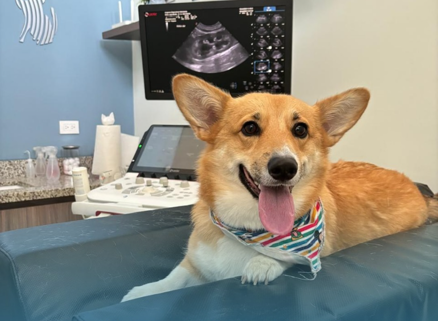 Ecografía Corgi